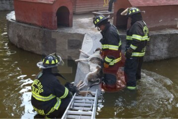 Una jauría ataca a los patos de la alameda, se comen casi a todos