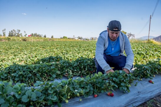 Produce Edoméx casi 8 mil toneladas de fresa al año