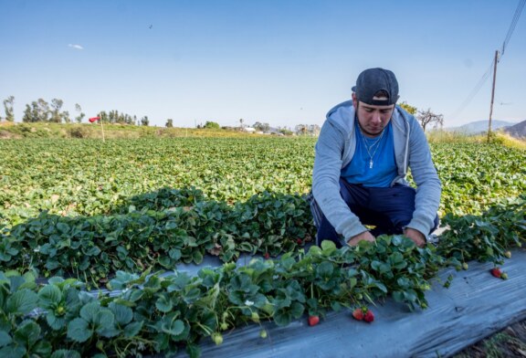 Produce Edoméx casi 8 mil toneladas de fresa al año