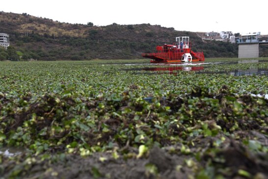 Colabora CAEM en el retiro de lirio acuático de la presa Madín