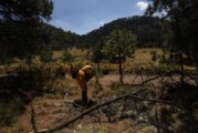 Impera la tala clandestina en bosques de Ocoyoacac.