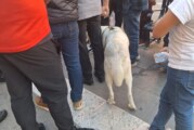 Perro ataca a peatón en Andador Constitución