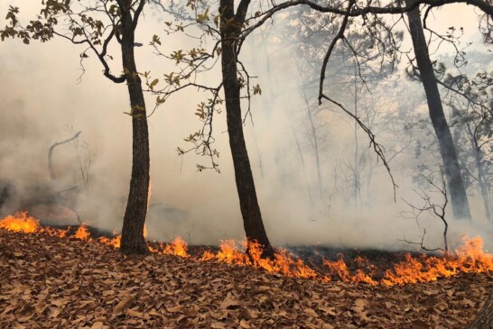 Controlan incendio forestal en Temascaltepec