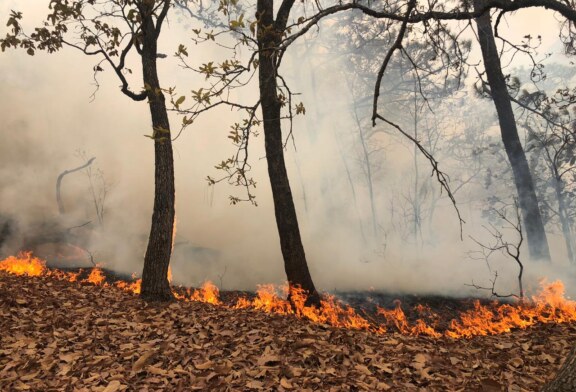 Controlan incendio forestal en Temascaltepec