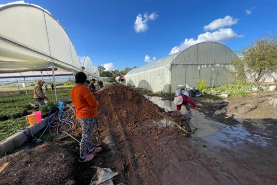 Aumentará el precio del Cempasúchil tras inundaciones en Atlacomulco