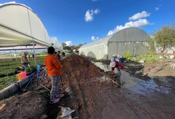 Aumentará el precio del Cempasúchil tras inundaciones en Atlacomulco