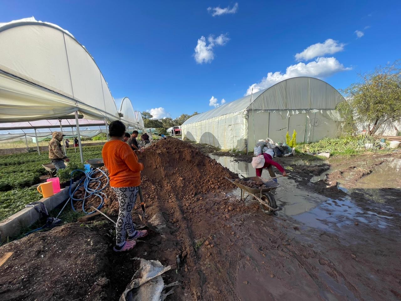 Aumentará el precio del Cempasúchil tras inundaciones en Atlacomulco