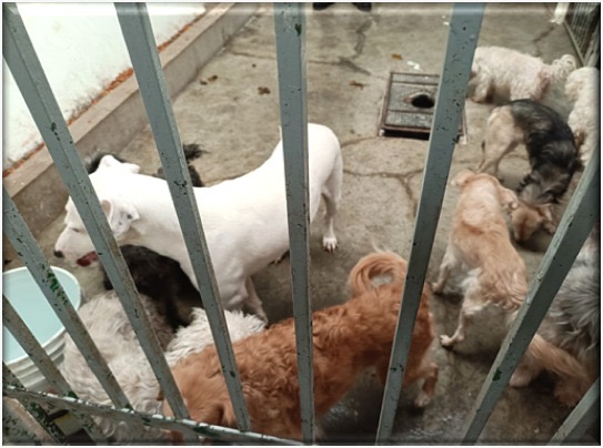 Rescatan a 14 animales en situación de maltrato en Tecámac. Valle de México concentra el mayor número de casos.