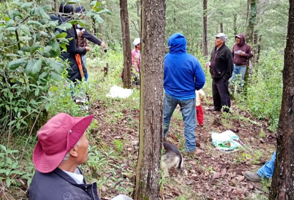 Récord histórico de reforestación en El Oro con 62 mil árboles plantados