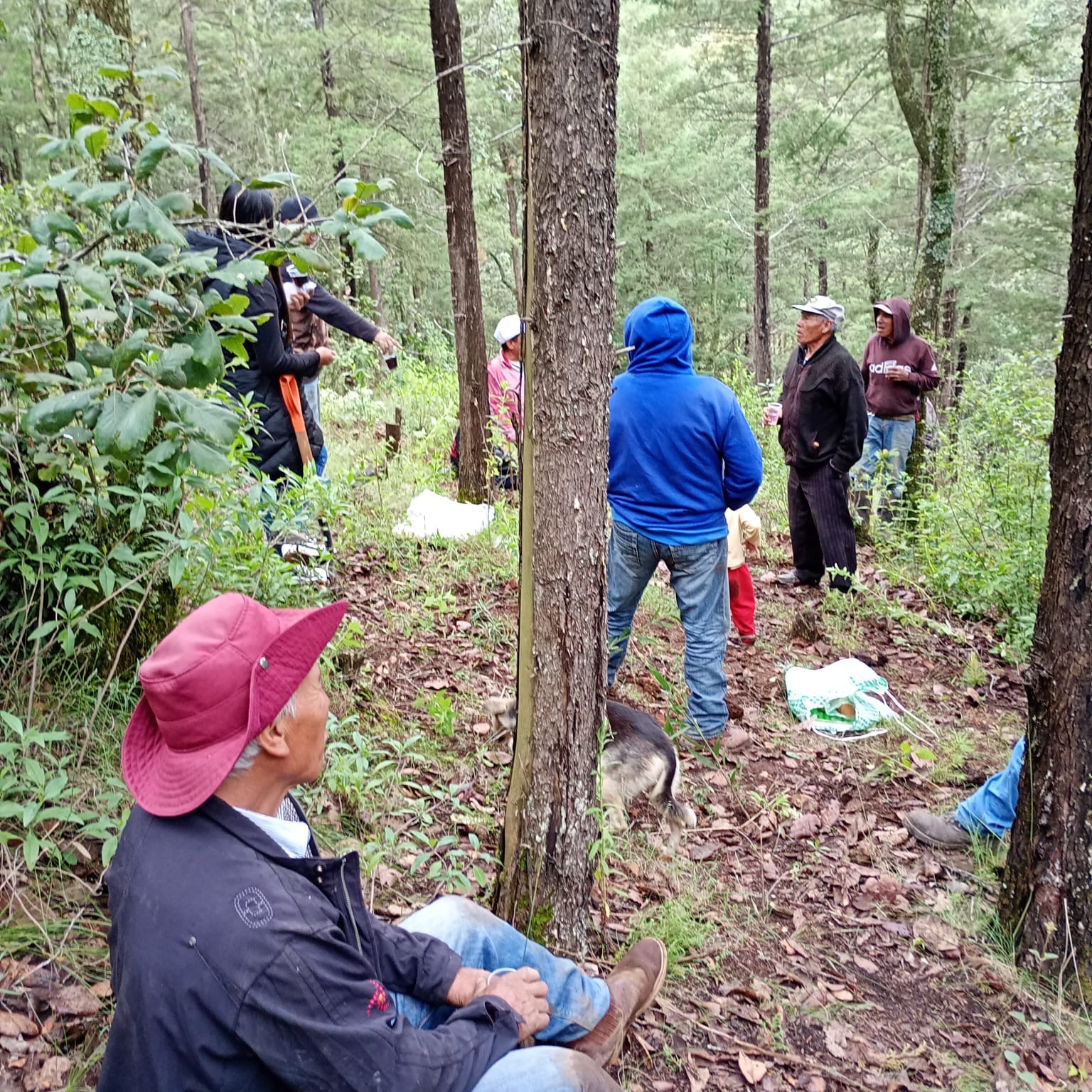 Récord histórico de reforestación en El Oro con 62 mil árboles plantados