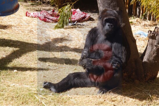 Extreman cuidados a los huéspedes del zoo Zacango.