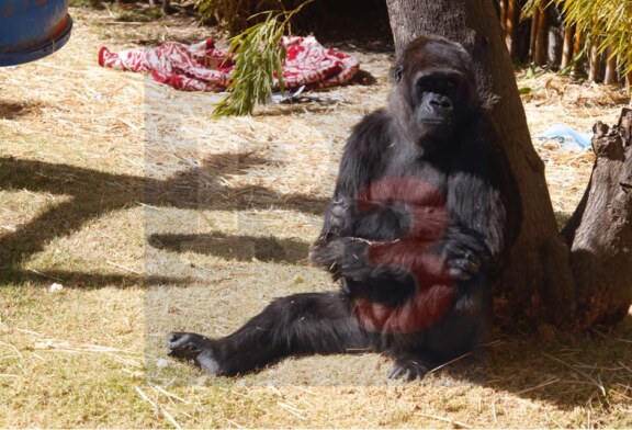 Extreman cuidados a los huéspedes del zoo Zacango.