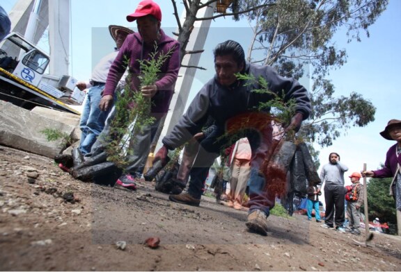 Inician los comuneros afectados por el tren siembra de arboles