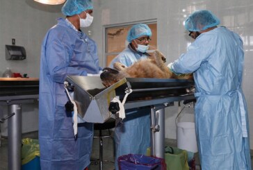 Para proteger la salud de la población, suspende Toluca vacunación y esterilización canina y felina