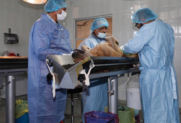 Para proteger la salud de la población, suspende Toluca vacunación y esterilización canina y felina