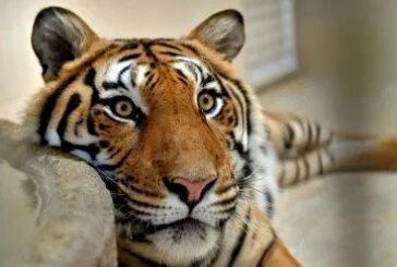 Vecino de Ecatepec dona a zoológico tigre de bengala que tenía en casa
