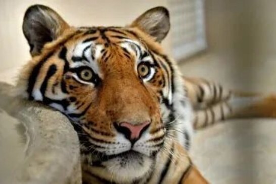 Vecino de Ecatepec dona a zoológico tigre de bengala que tenía en casa