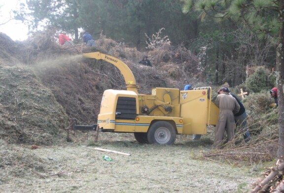 Habilita Probosque 19 centros de acopio para árboles de navidad