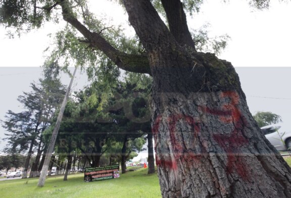 Miente Fernando Zamora, si autorizaron derribar árboles en el Tollocan.