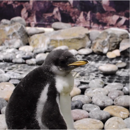 Nace pingüino en zoológico de Guadalajara