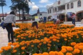 Flor de Cempasúchil, tradición familiar en San Lorenzo Tlacotepec