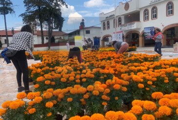 Flor de Cempasúchil, tradición familiar en San Lorenzo Tlacotepec