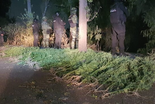 Elementos de seguridad localizan plantío de marihuana en Tlalnepantla