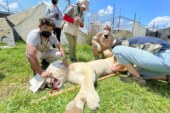 Llegan a Zacango felinos  rescatados en el Black Jaguar White Tigre