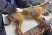 Carnicero desata su furia contra perro en Ixtlahuaca, lo apuñala y muere.