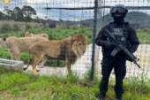 PROFEPA y autoridades de la CDMX aseguran a leones y tigres de santuario en el Ajusco, se investiga posible maltrato