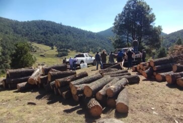 Guardia Nacional asegura troncos de Pino talados de manera ilícita