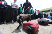 Unidad Canina en Metepec, previenen incidentes en escuelas