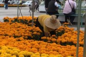 Avanza la venta de flor de Cempasúchil entre los productores mexiquenses