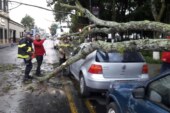 Atienden Bomberos de Toluca caída de Árbol en la Alameda Central