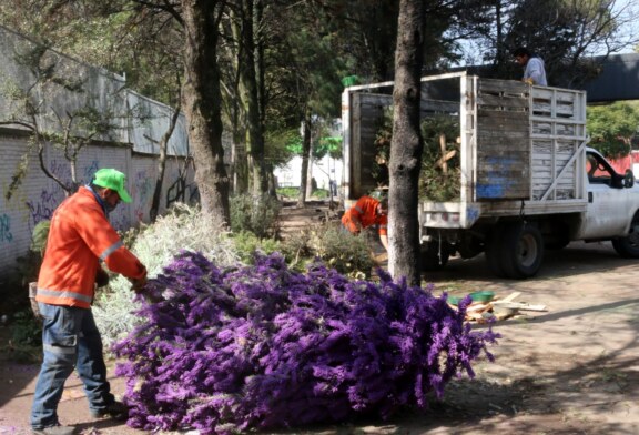 Invita Toluca a la campaña de acopio de árboles de navidad “Para seguir dando vida”