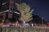 Llega árbol de Ahuehuete a Paseo de la Reforma