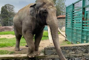 ¡Hasta pronto Ted!. Fallece elefante más longevo del Zoológico Zacango.