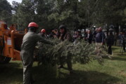 Árboles de Navidad naturales pueden ser reutilizados. Hay 17 Centros de Acopio.