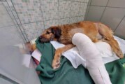 “Barbitas” perro rescatado de la Central de Abastos se sigue recuperando