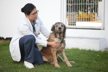 Guerreros Caninos pide donativos para tratamiento de “Barbitas” perrita baleada de la Central de Abastos