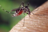 OMS advierte por Dengue: Edomex supera los 300 casos