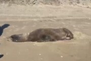 Rescatan Lobo marino en playas de Navolato