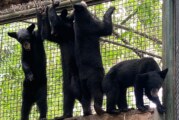 Trasladan a 4 oseznas huérfanas al zoológico de Culiacan