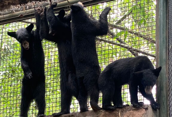 Trasladan a 4 oseznas huérfanas al zoológico de Culiacan