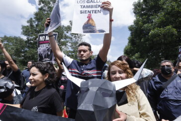 Activistas exigen la prohibición de peleas de galos y tauromaquia en Edomex