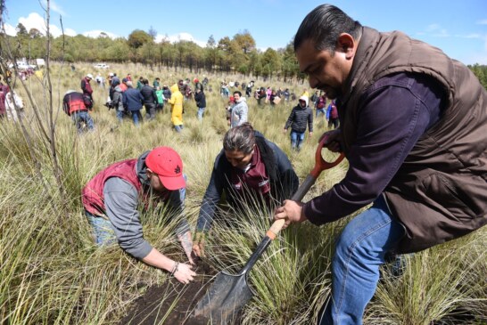 ¡Arrancan! Con Campaña de Reforestación en el Nevado de Toluca