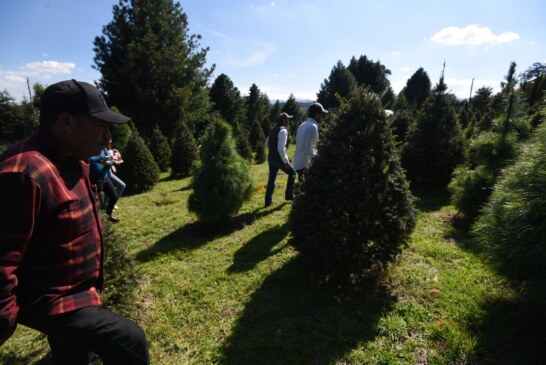 Cultivo de árboles navideños: una alternativa rentable y sustentable en el Estado de México