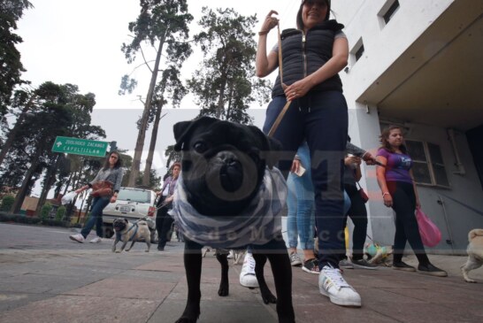 Se lleva a cabo la caminata Pug, hasta helado les dieron