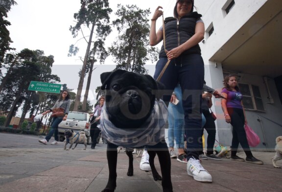 Se lleva a cabo la caminata Pug, hasta helado les dieron