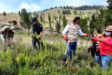 Inician jornadas de reforestación 2020 en áreas naturales protegidas y parques del Edoméx